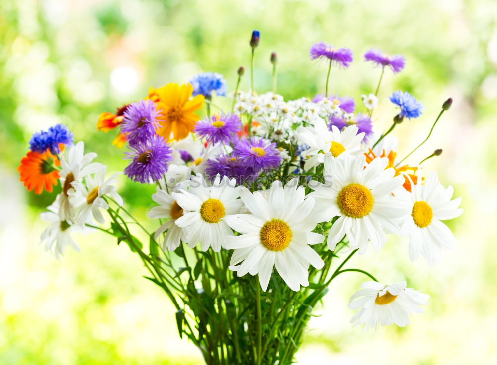 Similar – Frühlingsblumen bei Sommertemperaturen