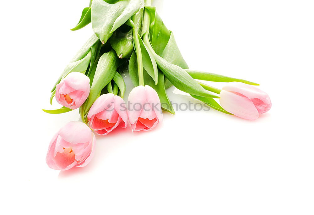 Similar – Image, Stock Photo Two tulips Fragrance