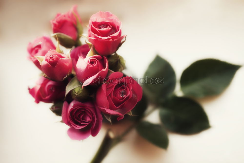 Similar – Spring Flowers Tulip Bouquet On Table