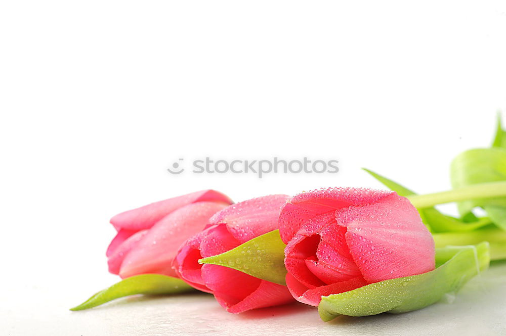 Similar – Flowers with bows on white wooden table