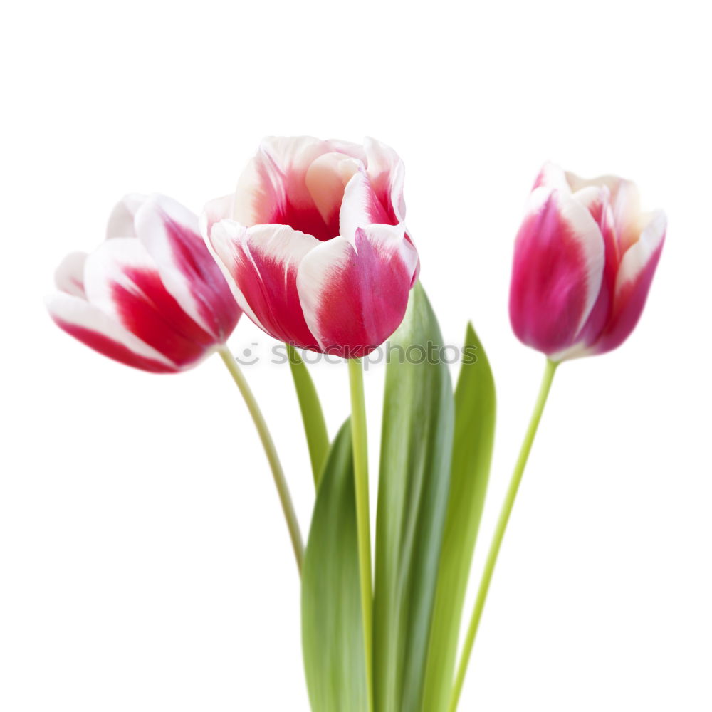 Similar – 5 tulips Tulip Red Green