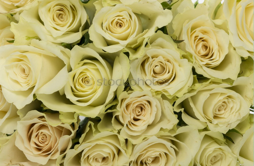 Similar – Image, Stock Photo Bridal bouquet of the bride with flowers roses in white at wedding