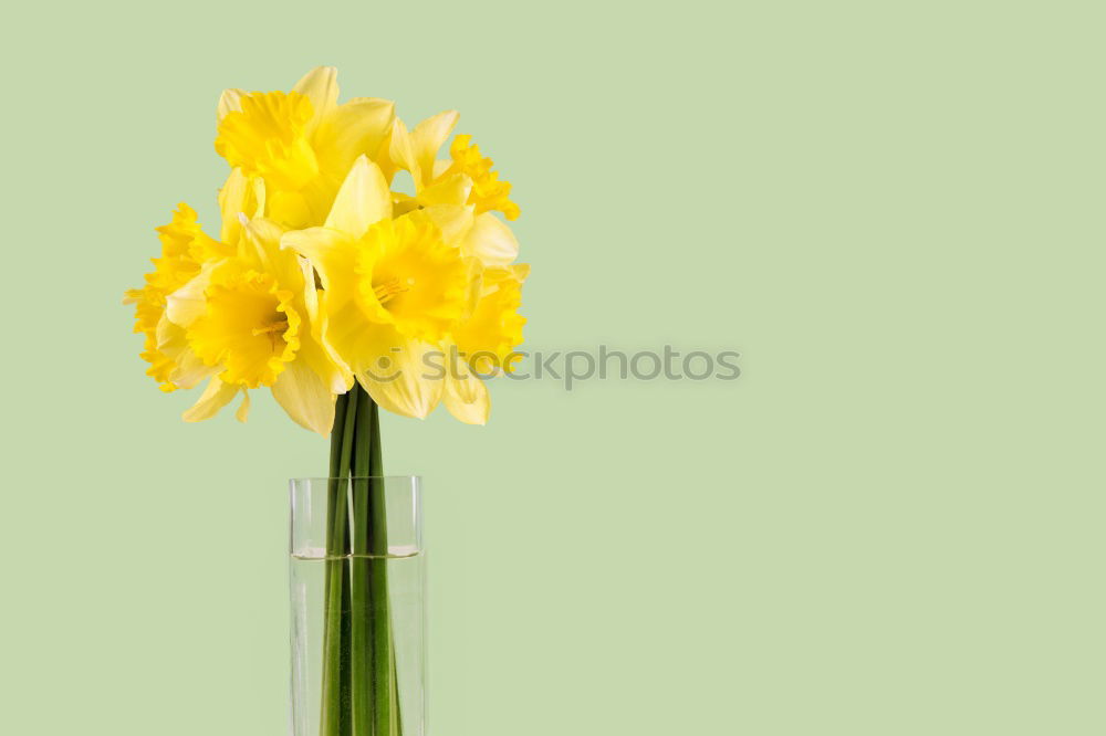 Similar – Image, Stock Photo Yellow poppy II Plant