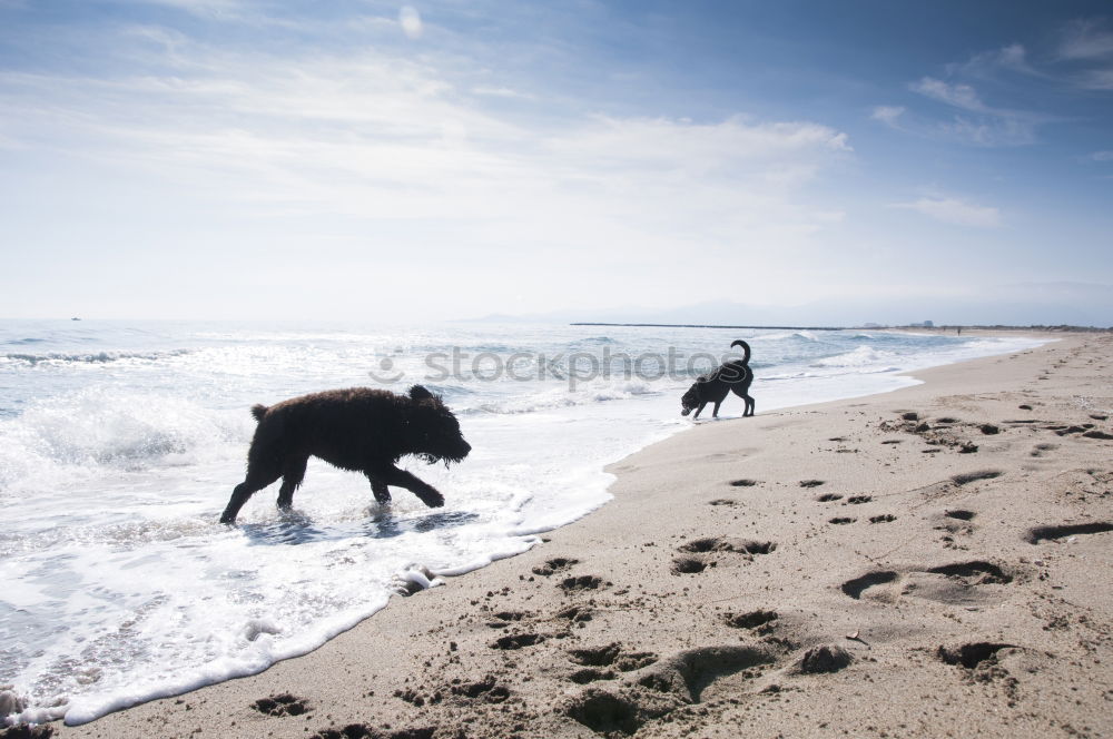 Dogs running near waving sea