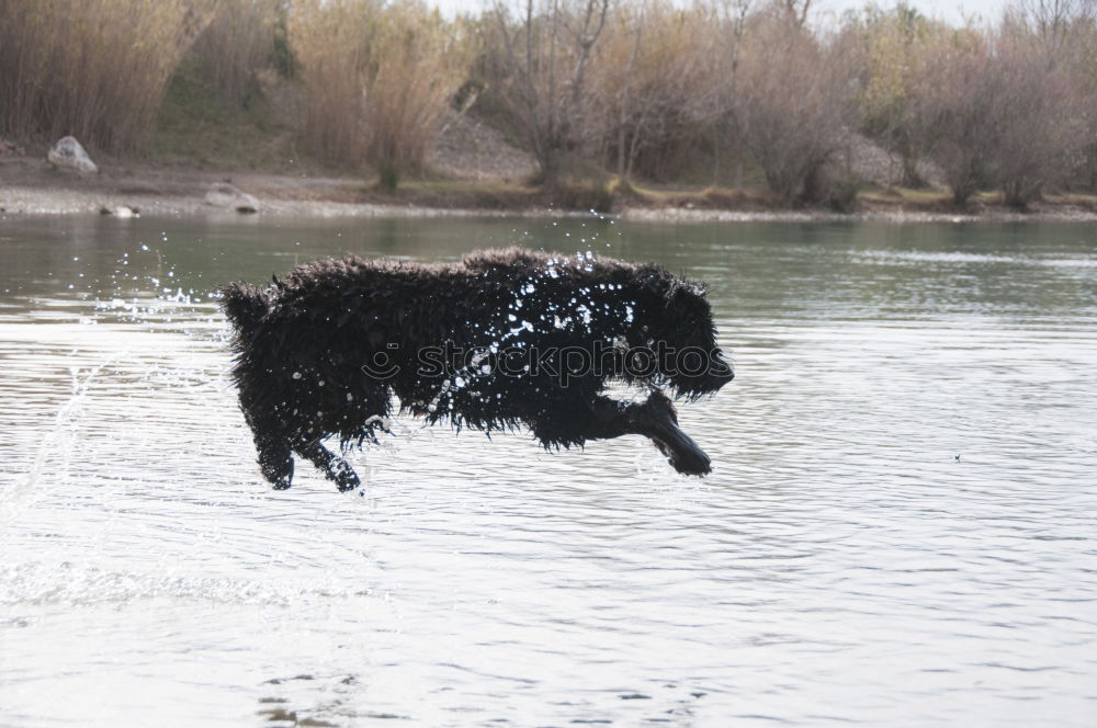 Similar – Image, Stock Photo greyhound Animal Dog 1