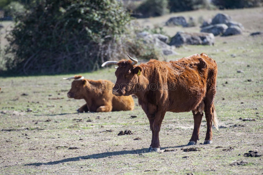 Similar – Image, Stock Photo calf Nature Animal Tree