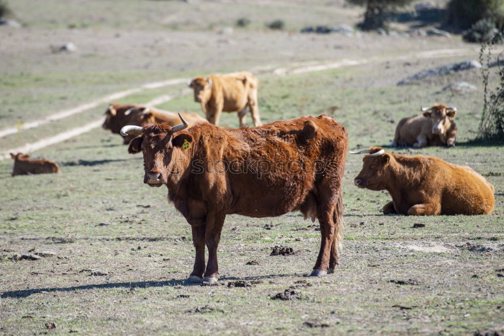 Similar – Scottish Highland Cattle from Usedom