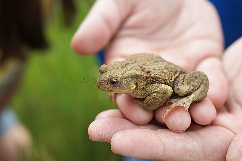 Similar – Image, Stock Photo Fire in the hands Animal