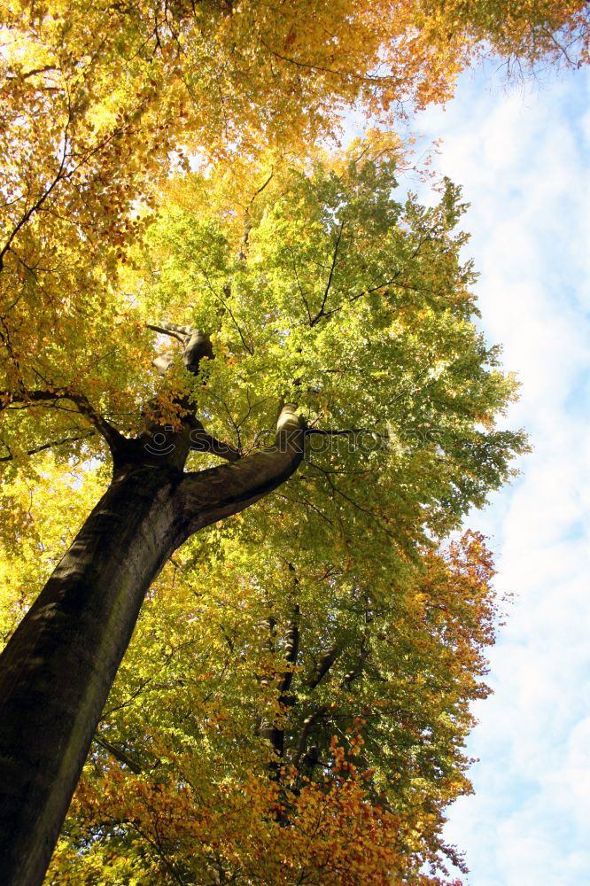 Similar – Überragend Ausflug Umwelt