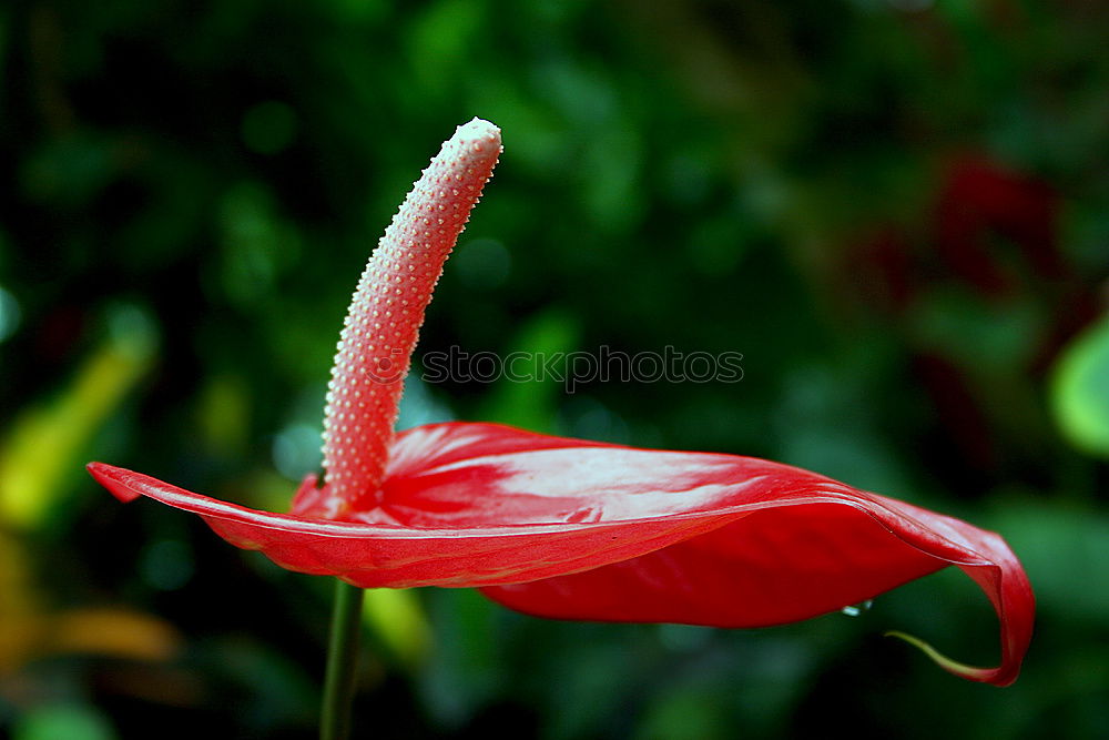 Similar – Poppy flower with unfocused background.