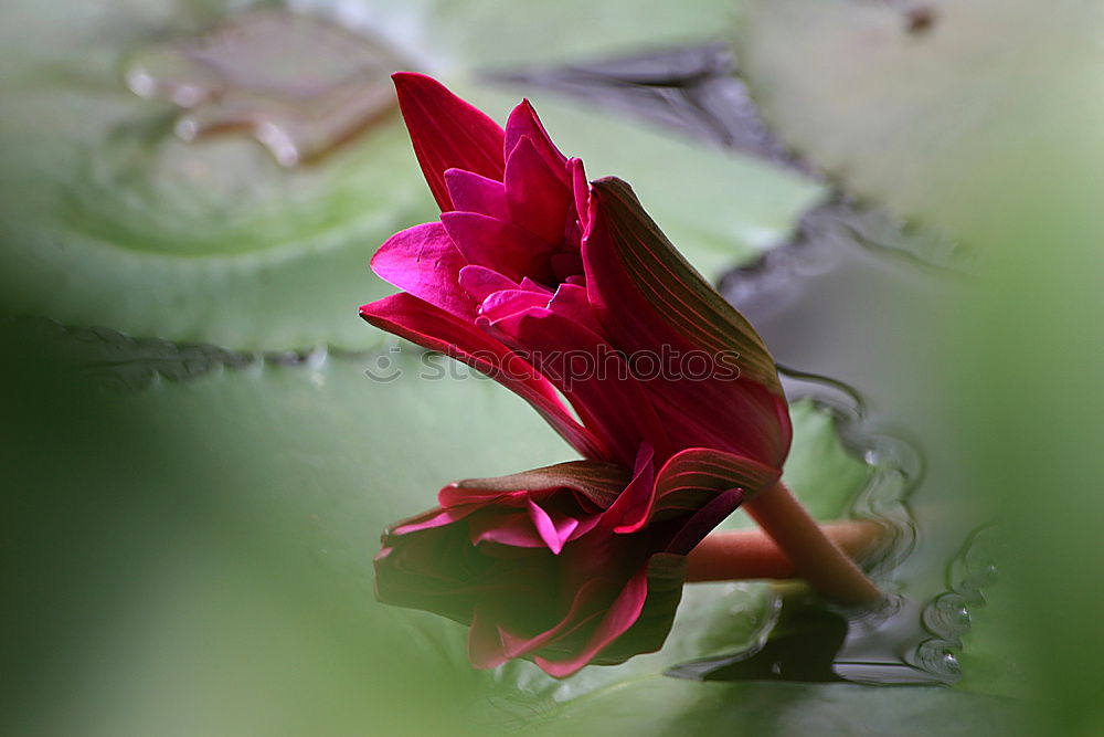 Similar – Image, Stock Photo Velvet Flower Violet Plant