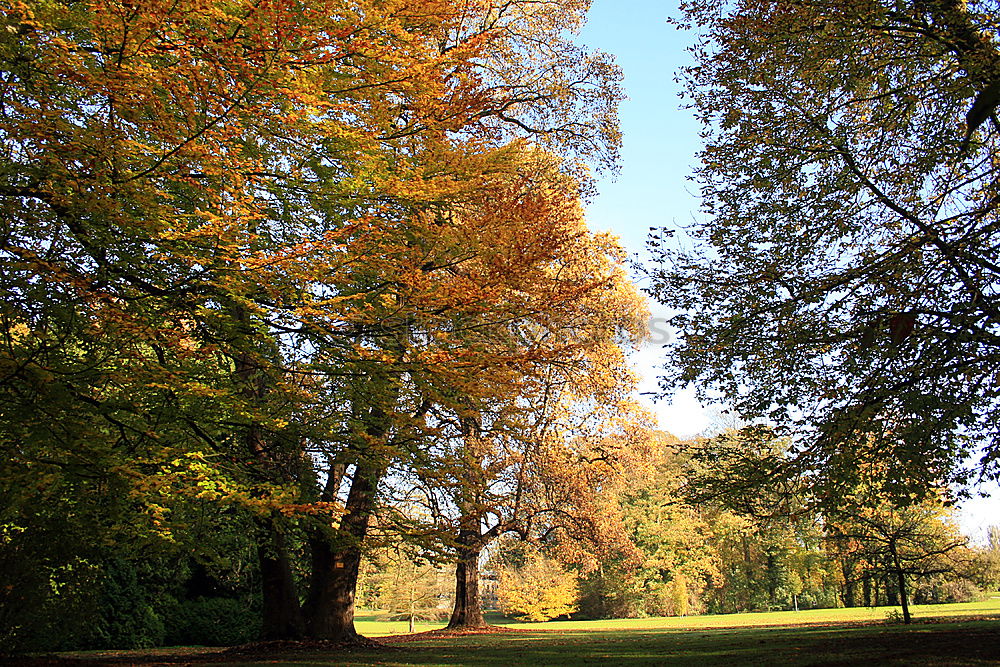 Similar – Dresden Autumn Leaf