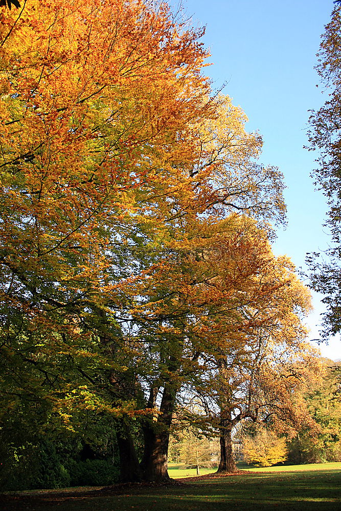 Similar – Dresden Autumn Leaf