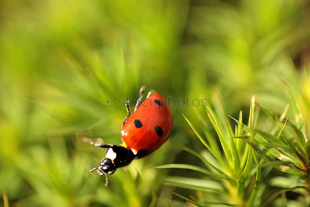 Similar – butterfly Butterfly Grass