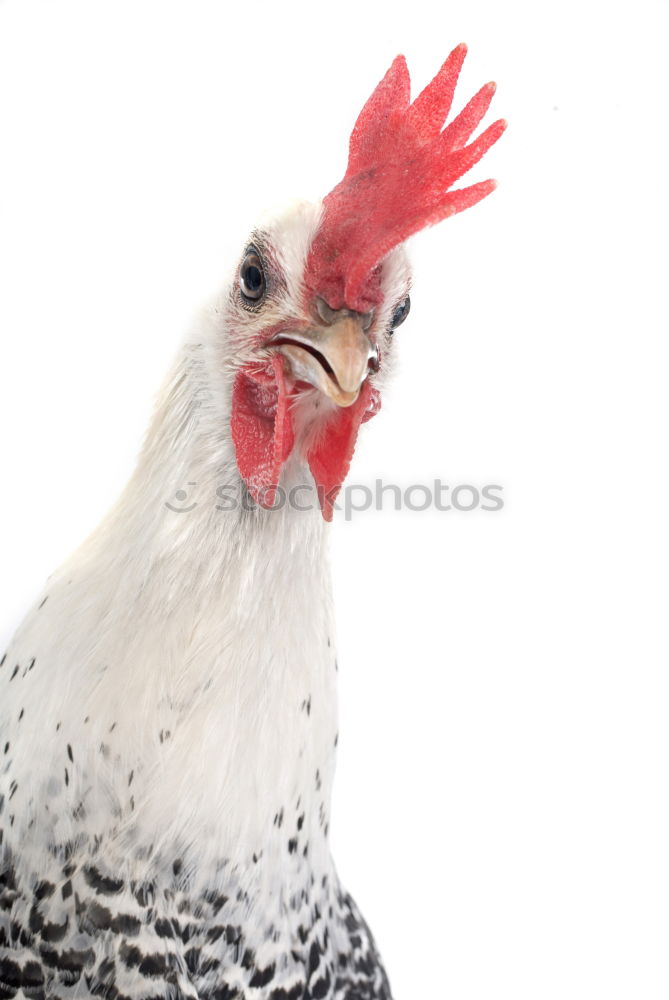 Similar – Image, Stock Photo What now, chicken midget? III