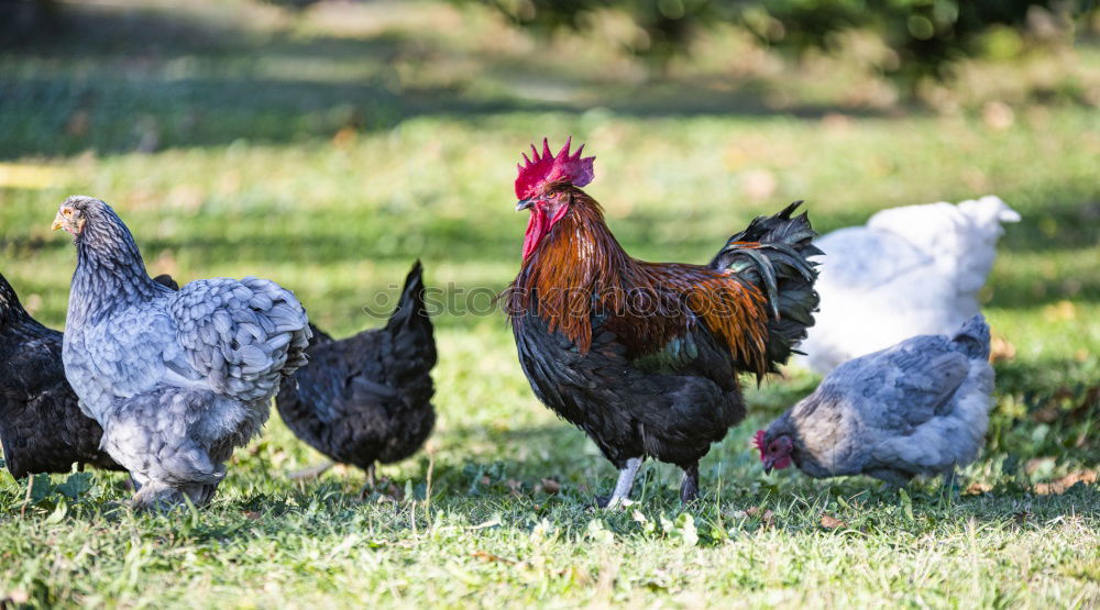 Similar – Family Orpington Meadow