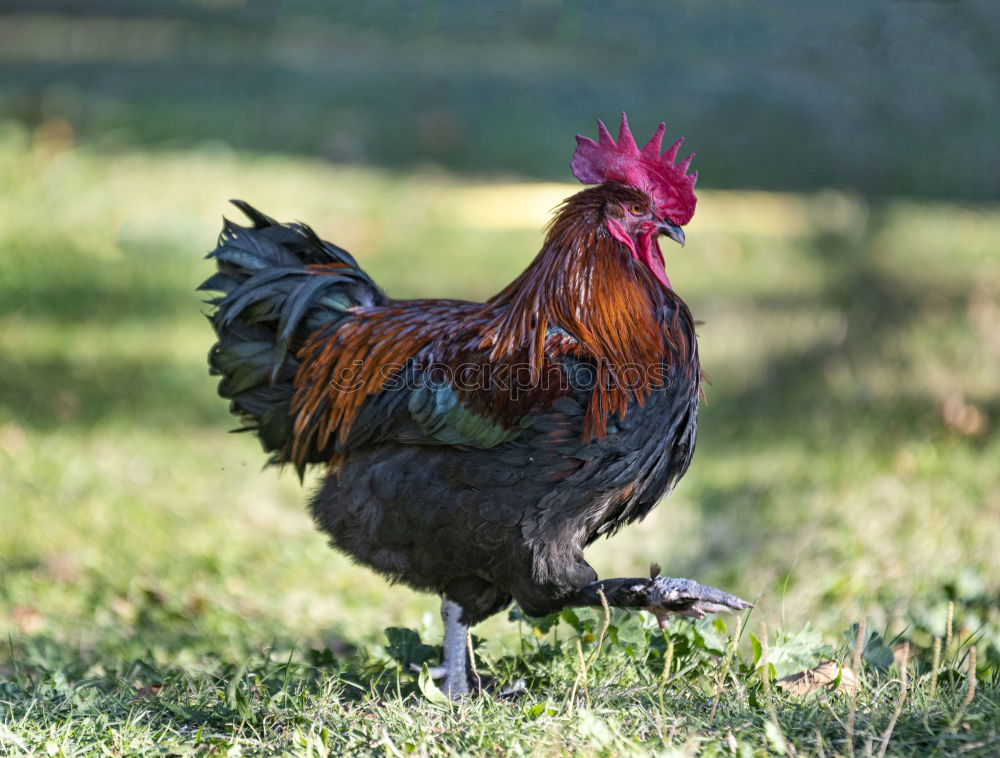 Similar – Image, Stock Photo Johanna the chicken Nature