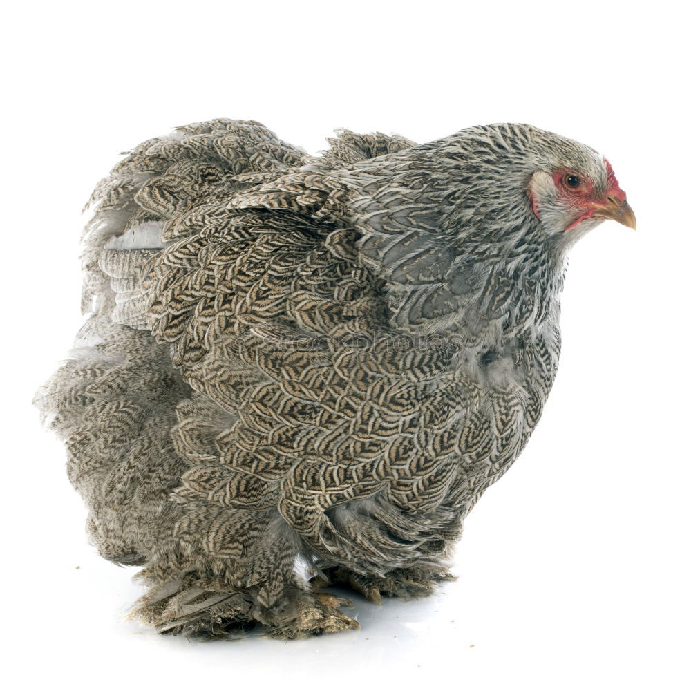 Similar – Quails, Quail, Coturnix coturnix