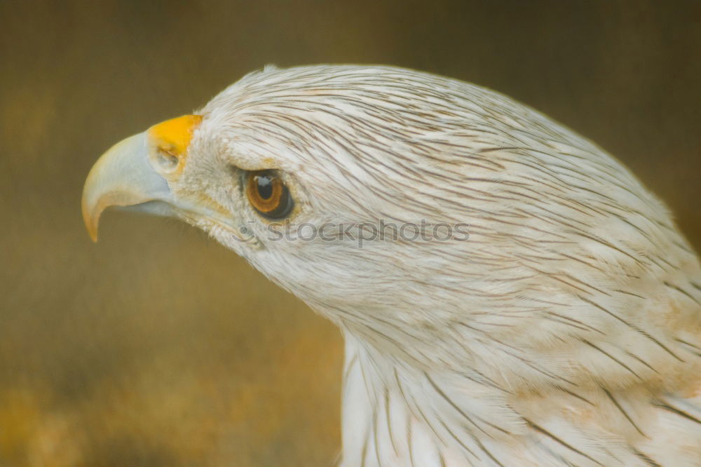 Similar – Portrait of a bald eagle (haliaeetus leucocephalus)