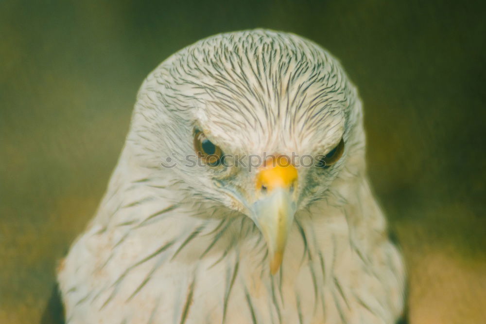 Similar – seagull head Seagull Bird