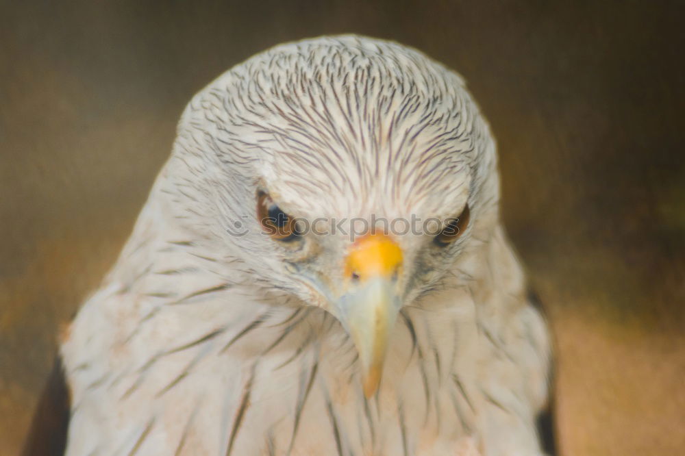 Similar – Close up front portrait of Golden eagle on green