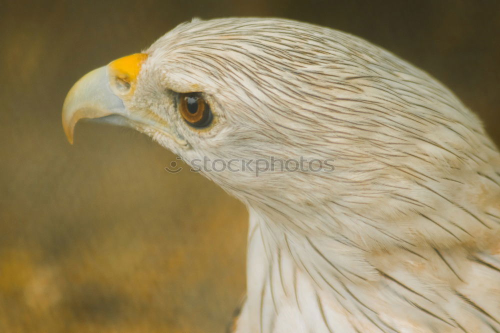 Similar – Portrait of a bald eagle (haliaeetus leucocephalus)