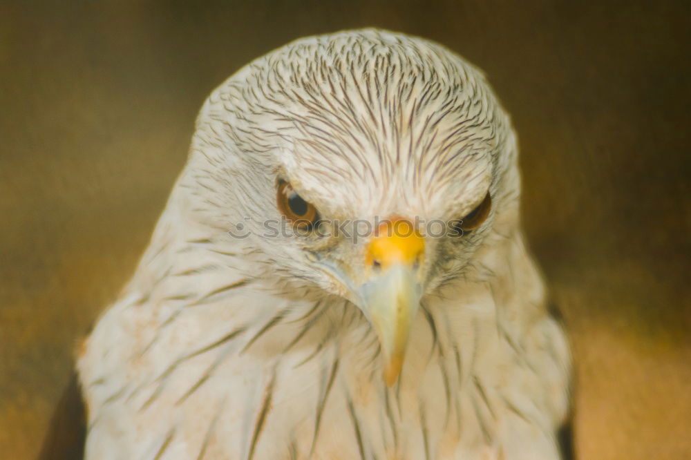 Similar – Eye and beak of vulture