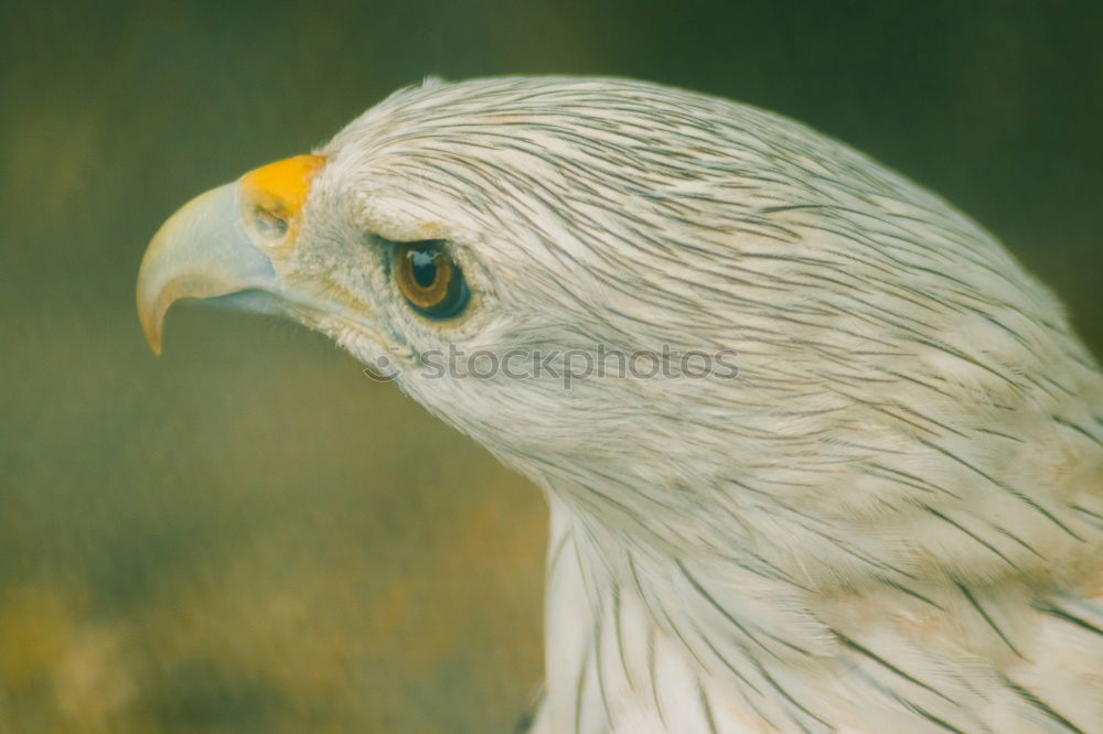 Similar – Close up front portrait of Golden eagle on green