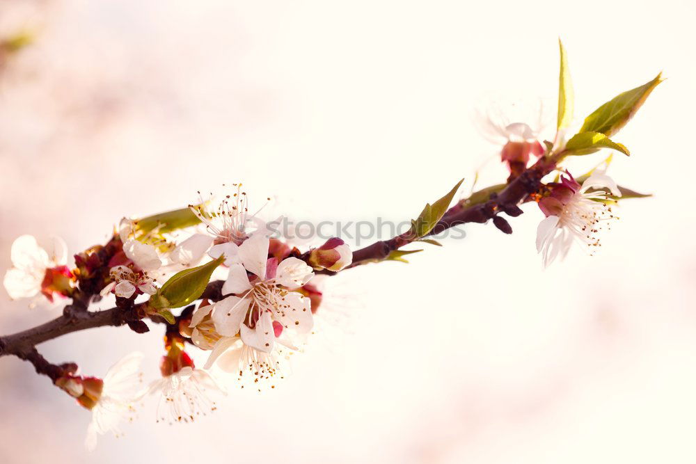 Similar – Image, Stock Photo cherry blossoms Nature