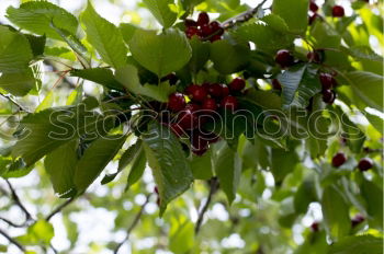 Similar – Image, Stock Photo Flashed rose hips Garden