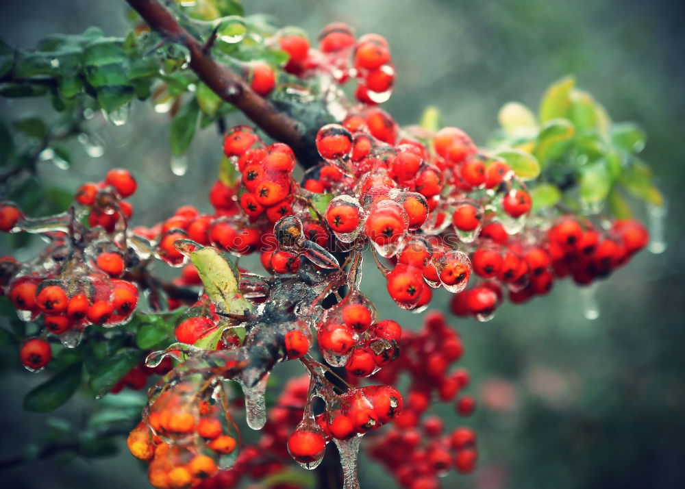 Similar – Image, Stock Photo Flashed rose hips Garden