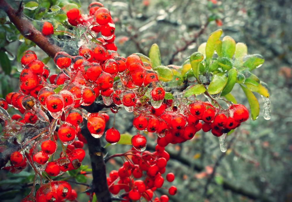 Similar – Orange tree Plant Tree