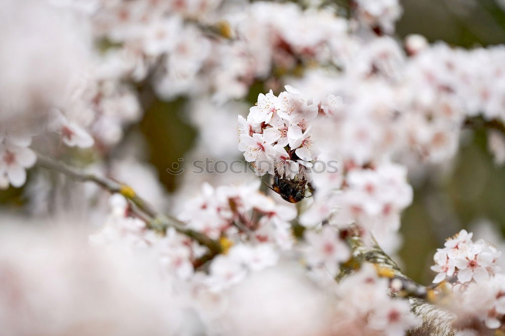 Similar – Image, Stock Photo little PuschelWuschel Red