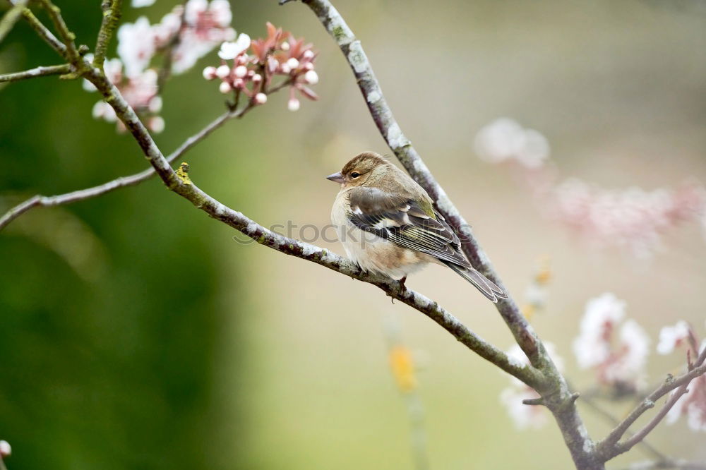 Similar – sparrow in a bush