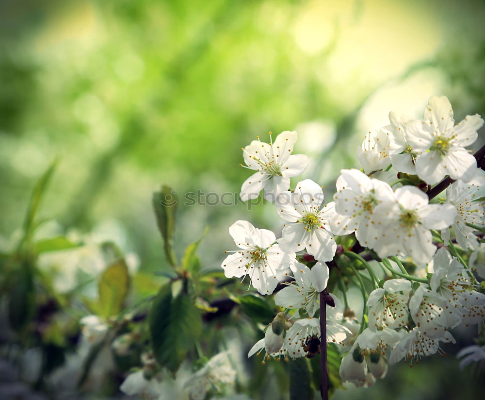 Similar – Foto Bild sommer Natur Pflanze Blume