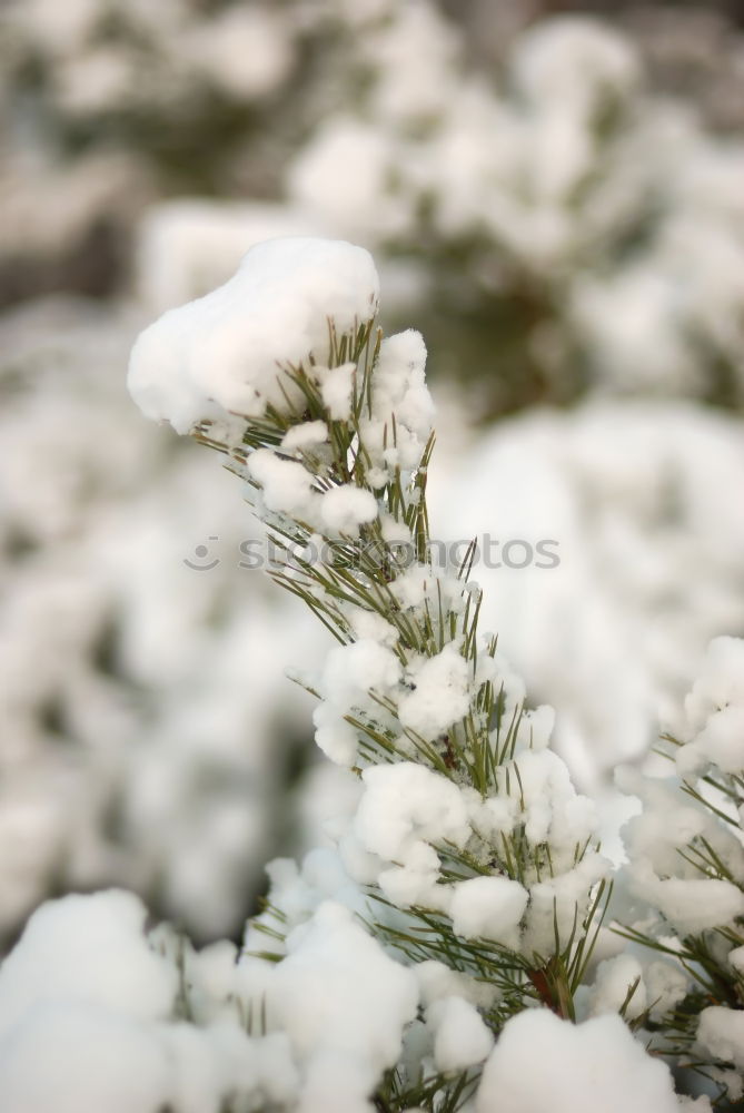 Similar – Beautiful plants in winter