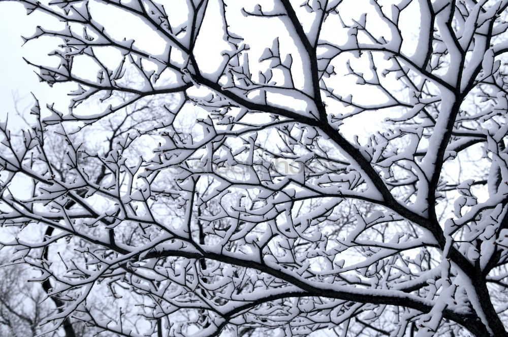 Similar – Image, Stock Photo wintry Winter Freeze