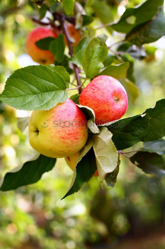 Similar – Image, Stock Photo soon… Fruit Apple Autumn