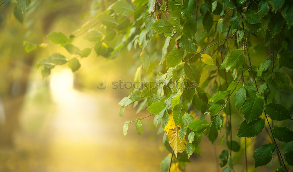 Similar – city green Plant Sunlight