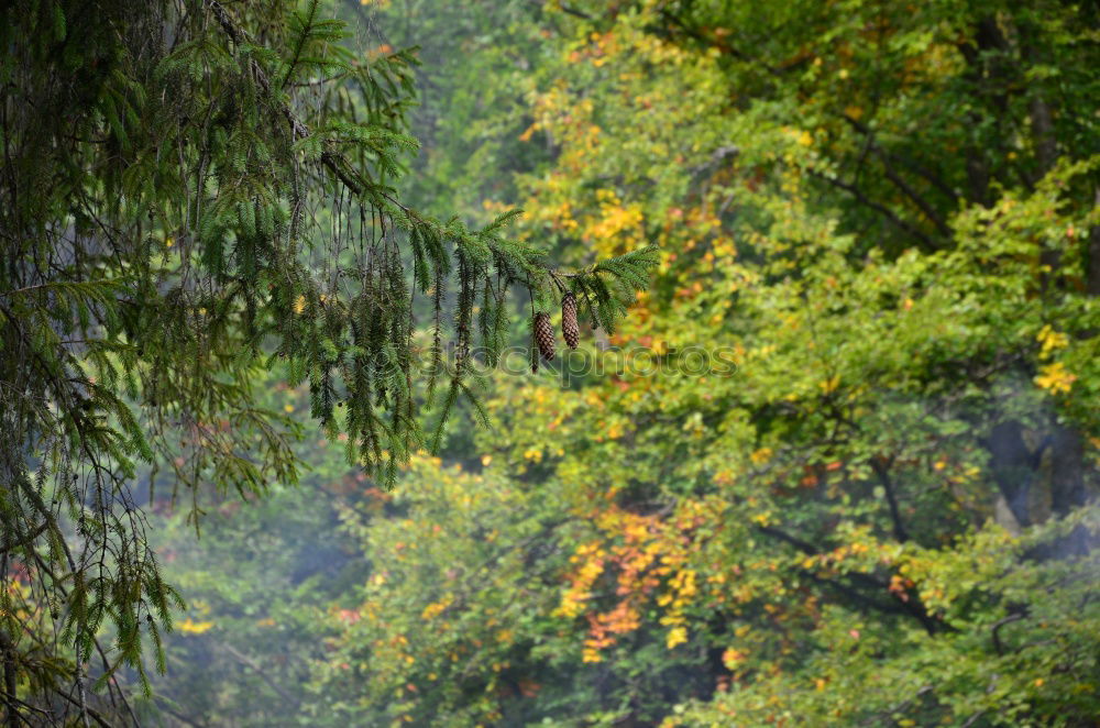 Similar – Foto Bild Herbstlicher Park Natur