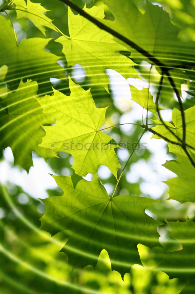 Similar – Foto Bild lenz. harmonisch Sommer