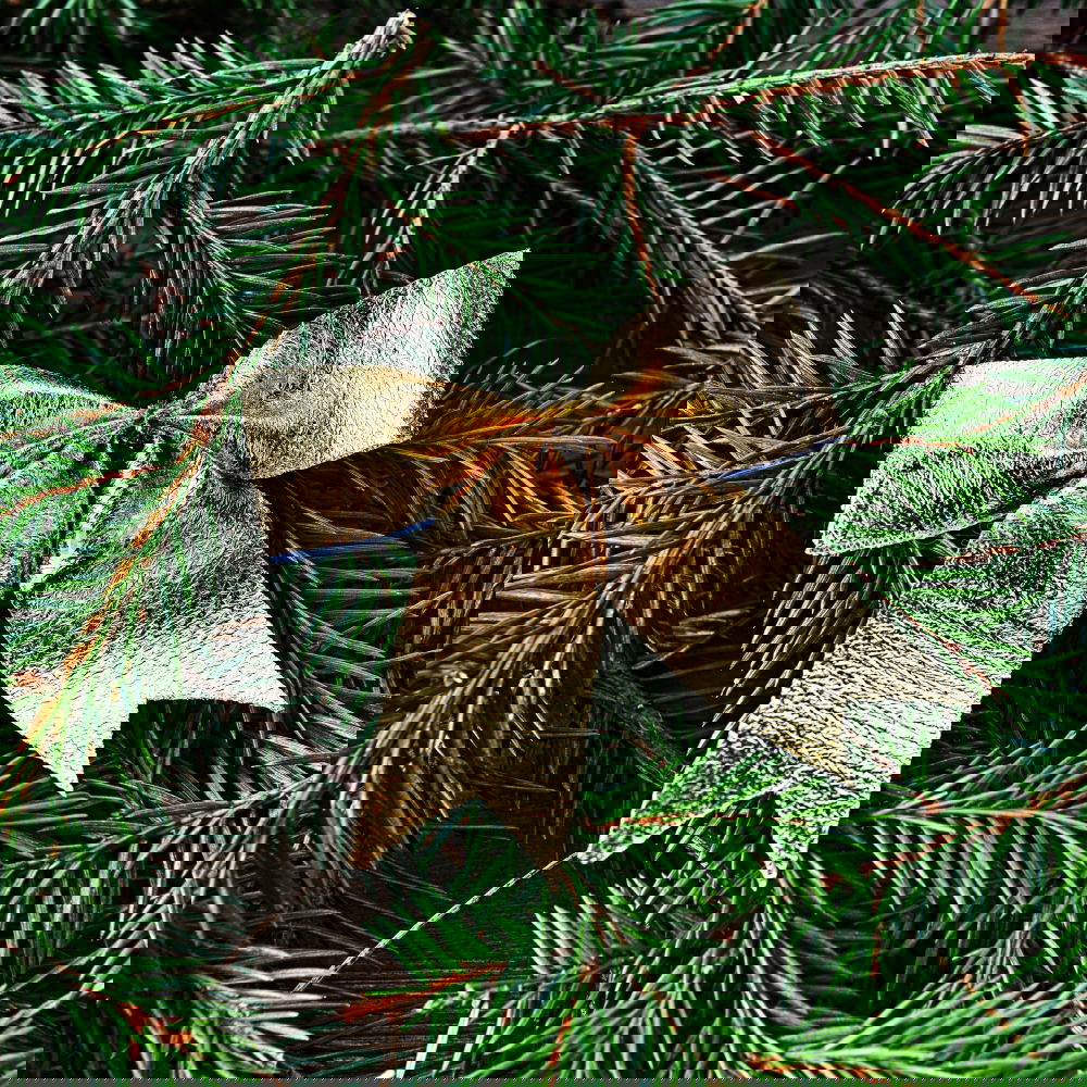 Image, Stock Photo Christmas fir shape on branch