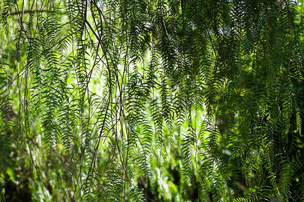 Similar – Green tinsel Nature Plant