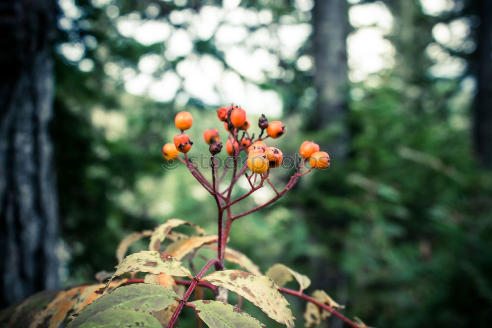 Similar – Image, Stock Photo always green Nature Plant