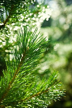 Fir branches in golden light