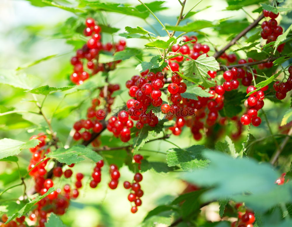 Similar – Image, Stock Photo Closeup of ripe red cherry berries on tree among green leaves