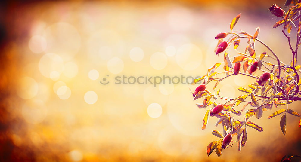 Similar – Image, Stock Photo Autumn Leaf II Nature