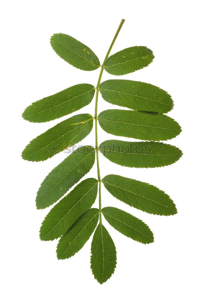Similar – Foto Bild Summertime Blatt Esche