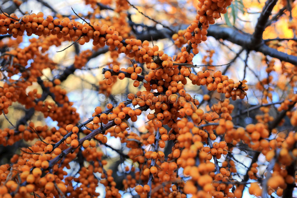 Image, Stock Photo sea buckthorn Food Fruit
