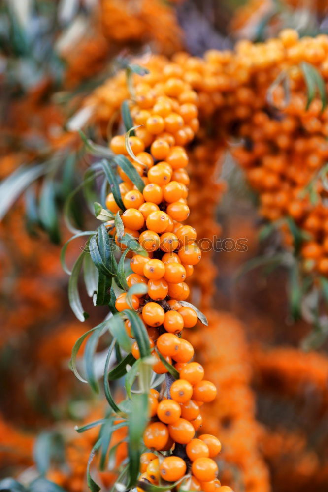 Similar – Image, Stock Photo sea buckthorn Food Fruit